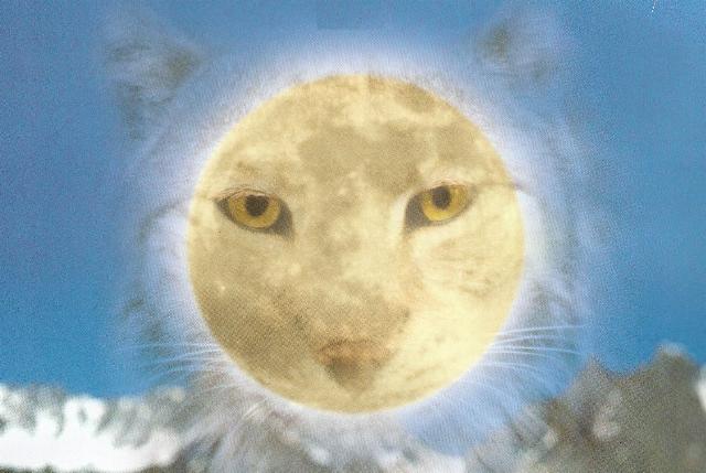 Kater_im_Himmel.jpg
