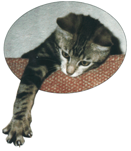 katzenpfote.gif