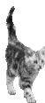 Katze