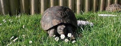 Goliath2