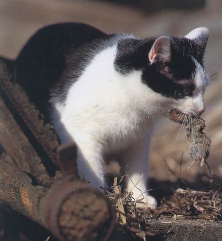 Katzen mit Beute