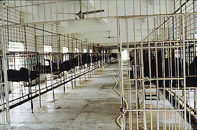 baer01.jpg