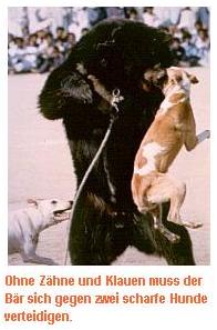 baer03.jpg