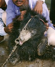 baer05.jpg