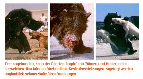 baer08.jpg