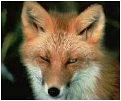 fuchs
