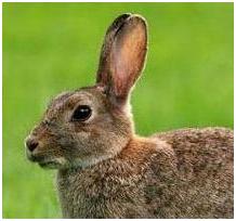 Hase
