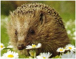 Igel