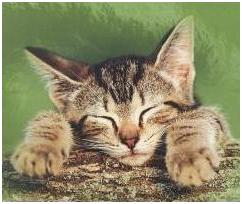 Katze