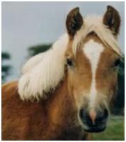 Pferd