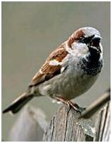 Spatz