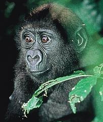 Gorilla_Baby.jpg