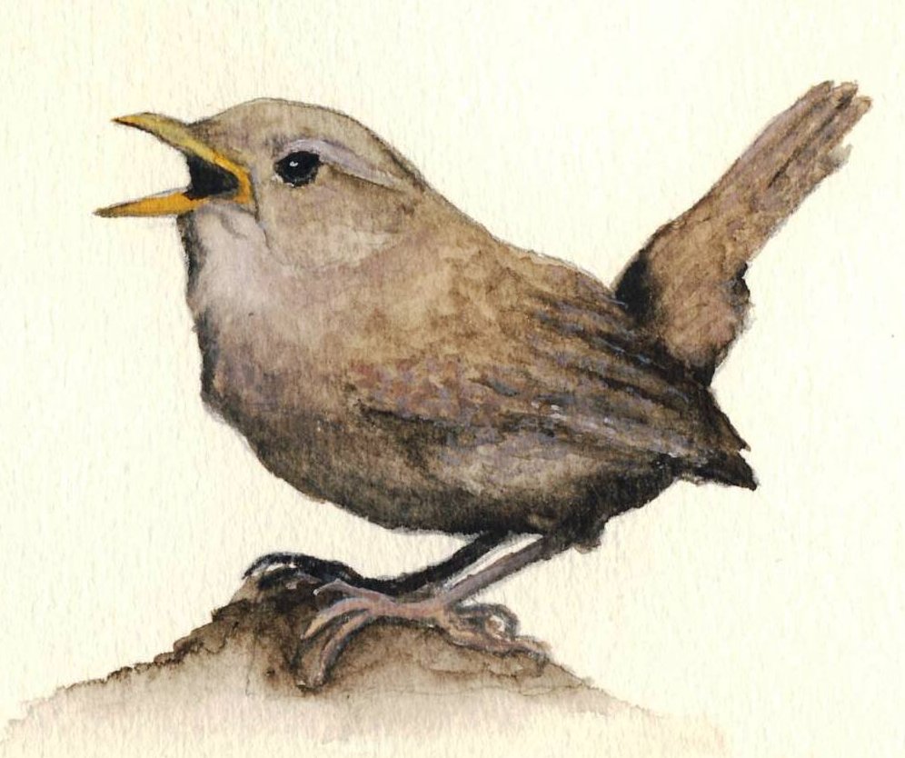 spatz.jpg