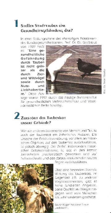 tauben3.jpg