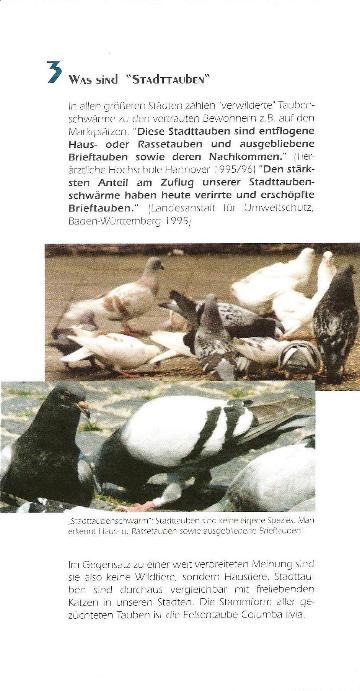 tauben4.jpg