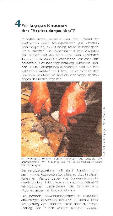 tauben5.jpg
