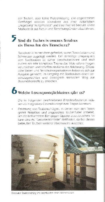 tauben7.jpg