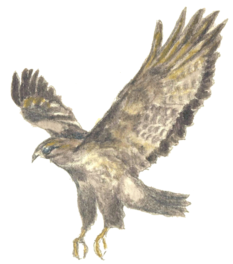 adler.gif